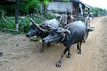 Cambodians in Stung Trung